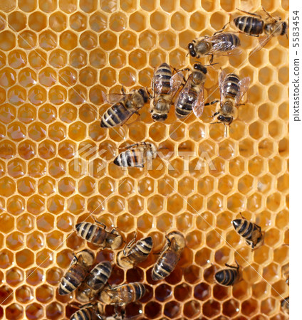 honey comb and a bee working 5583454