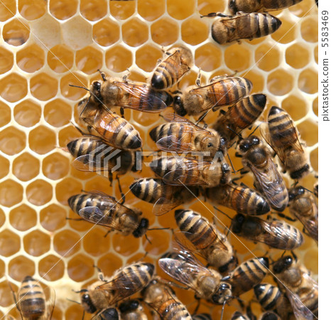 honey cells and working bees honey cells and working bees 5583469