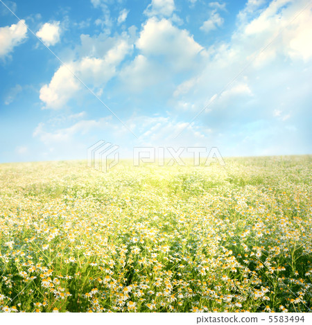 field of daisies 5583494