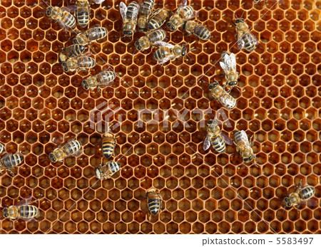 honey comb and a bee working 5583497