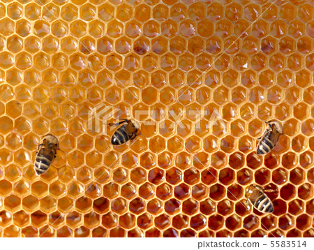 honey comb and a bee working 5583514