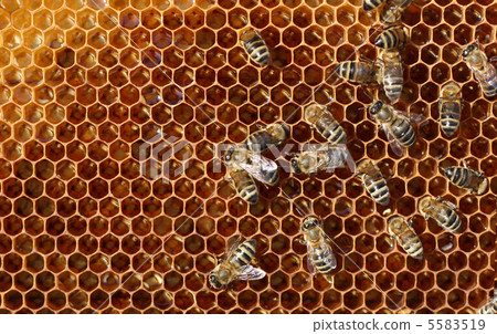 honey comb and a bee working 5583519