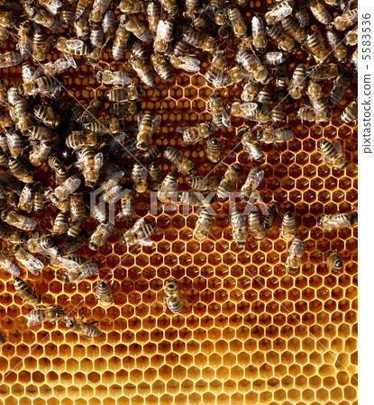 honey cells and working bees 5583536
