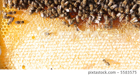 honey cells and working bees 5583575