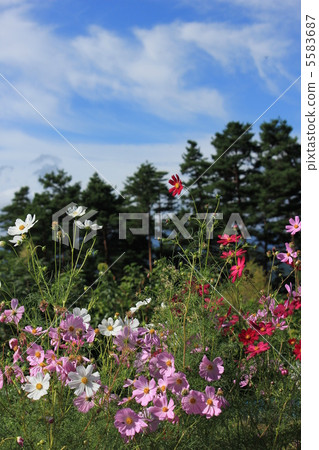 宇宙和松樹林 宇宙和松樹林 5583687