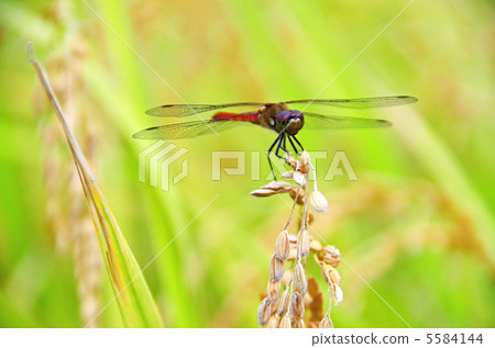 蜻蜓和米耳朵 5584144