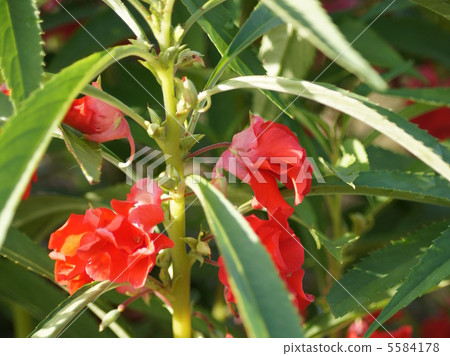 菠菜：豐源花（紅） 5584178