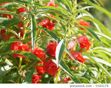 菠菜:豐源花(紅) 菠菜:豐源花(紅) 5584179