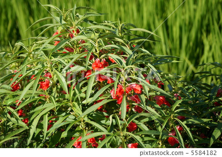Spinach: Feng Yuan flower (red) 5584182