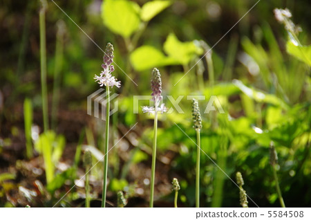 9月Turbo Yuri 66 9月Turbo Yuri 66 5584508