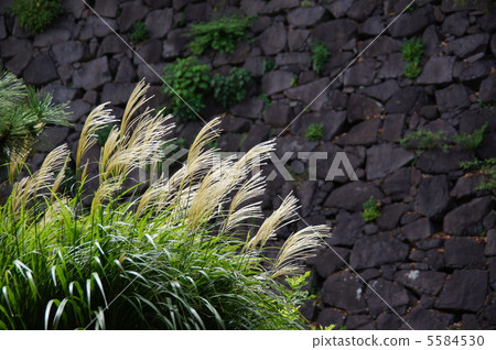 September Suzuki and Gramineae 36 5584530