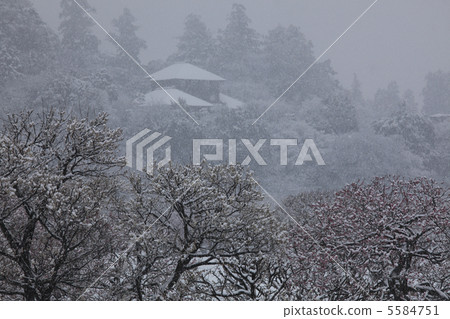 A silent Kairakuen where snow dances in plum blossoms No person wishing far away from Koiwantei A silent Kairakuen where snow dances in plum blossoms No person wishing far away from Koiwantei 5584751