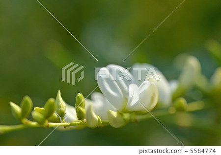 Bush clover Bush clover 5584774