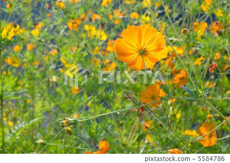Yellow cosmos Yellow cosmos 5584786
