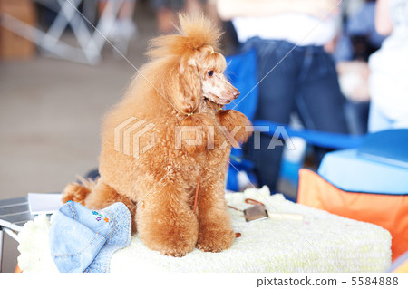 portrait of a golden poodle sitting on the table 5584888