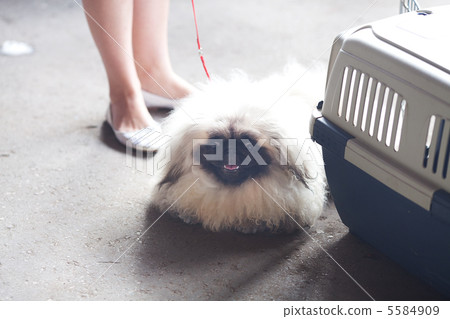 Pekingese sitting on the floor at cage 5584909