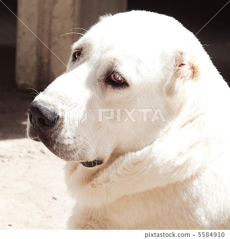 Portrait of a big white dog Alabai Portrait of a big white dog Alabai 5584910