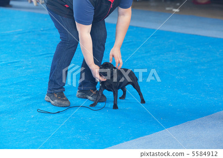 man held head of griffon dog 5584912