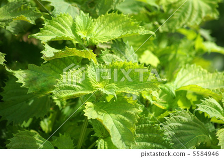 Blue leopard leaves: large leaves 5584946