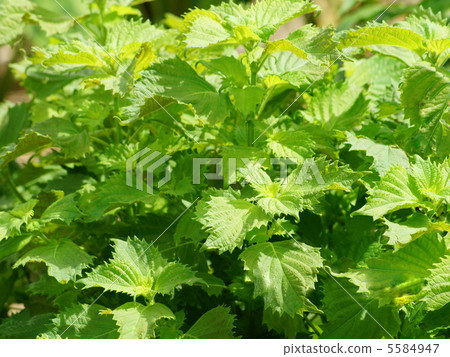 藍豹葉：大葉 5584947