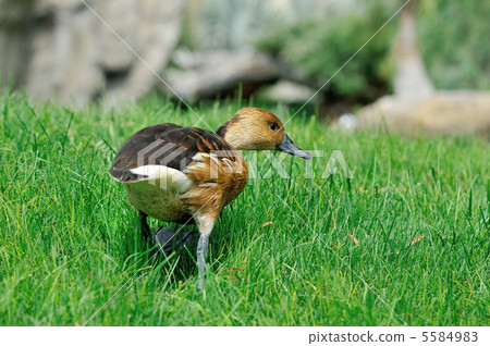 图库照片: duck walking on the grass