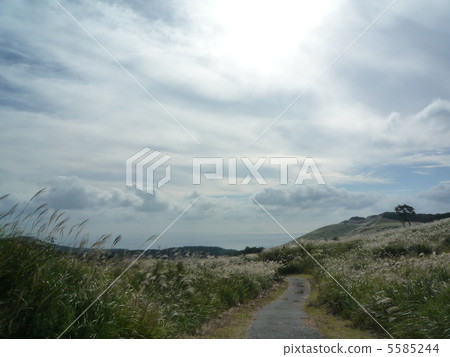 Susukino Field of Hosono Takahara Susukino Field of Hosono Takahara 5585244