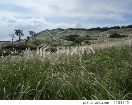 Susukino Field of Hosono Takahara 5585245