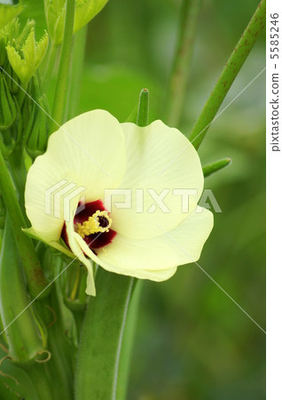Okra's flower (pale yellow) Okra's flower (pale yellow) 5585246