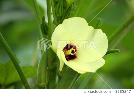 Okra's flower (pale yellow) 5585247