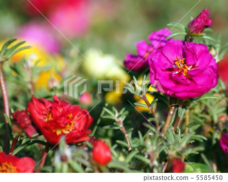 松葉按鈕(Yae) 松葉按鈕(Yae) 5585450