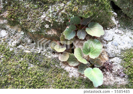 虎耳草 虎耳草 5585485