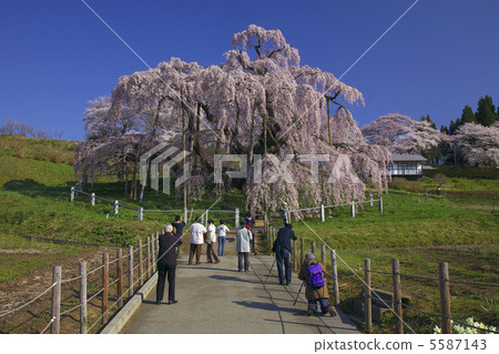 Following the cherry blossoms of Miharu Taki cherry blossoming dream 5587143