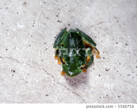 Moria gull frog Moria gull frog 5588758