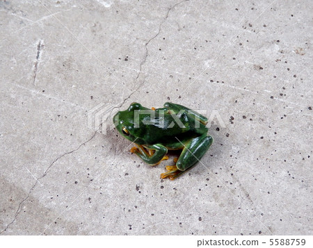 Moria gull frog Moria gull frog 5588759