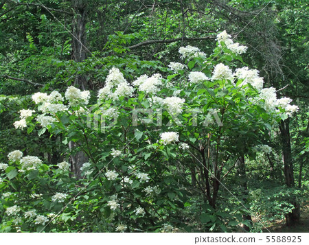 Nori Tougi（1） 5588925