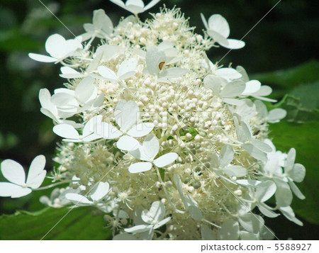 Oribe Noryutsugi 5588927