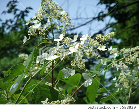 Nori Tsugi（4） 5588929