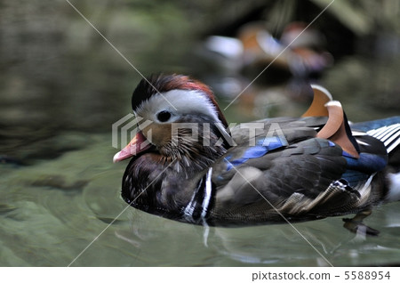 Oshidori Oshidori 5588954