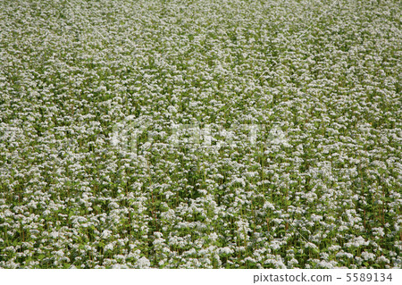 Buckwheat field 5589134