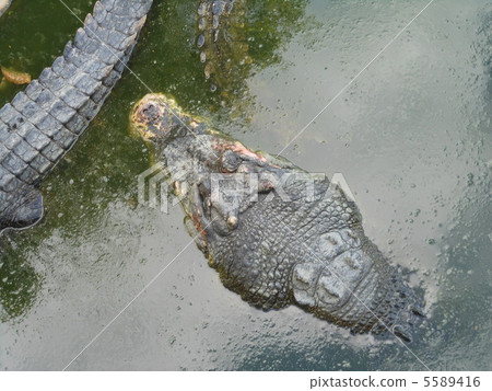 An alligator lurking in a swamp 5589416