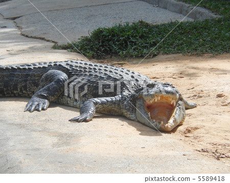 Open mouth crocodile 5589418