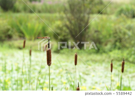 Ear of the Gama 5589442