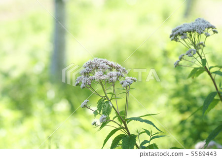 布朗eyedrybana 5589443