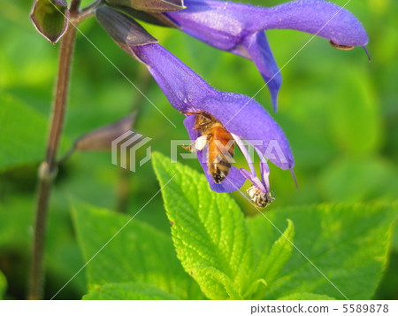 Honey taking Honey taking 5589878