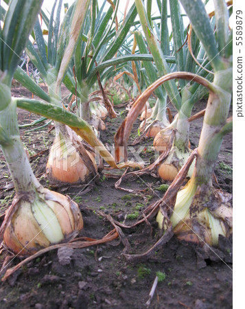 Onion Onion 5589879