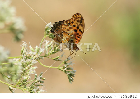 Tsunagoro Hyouton to be absorbed in a halibrio bana 5589912