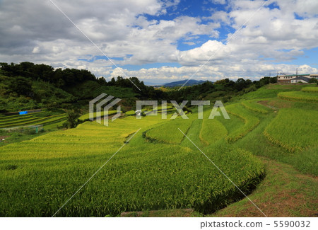 Rice Terrace in Shimosuka (Osaka Prefecture Chihayaakasakamura) Rice Terrace in Shimosuka (Osaka Prefecture Chihayaakasakamura) 5590032