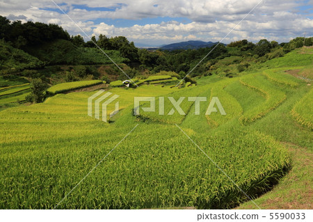 Rice Terrace in Shimosuka (Osaka Prefecture Chihayaakasakamura) Rice Terrace in Shimosuka (Osaka Prefecture Chihayaakasakamura) 5590033