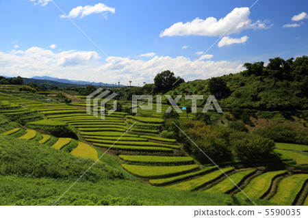 Rice Terrace in Shimosuka (Osaka Prefecture Chihayaakasakamura) Rice Terrace in Shimosuka (Osaka Prefecture Chihayaakasakamura) 5590035