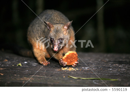 Possum in the dark 5590119